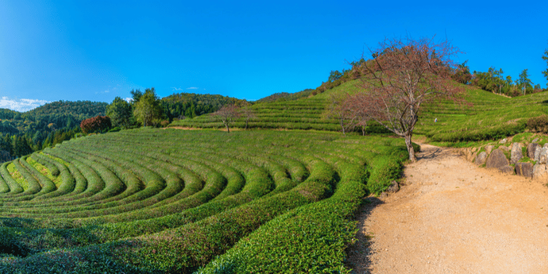 korean tea plantation