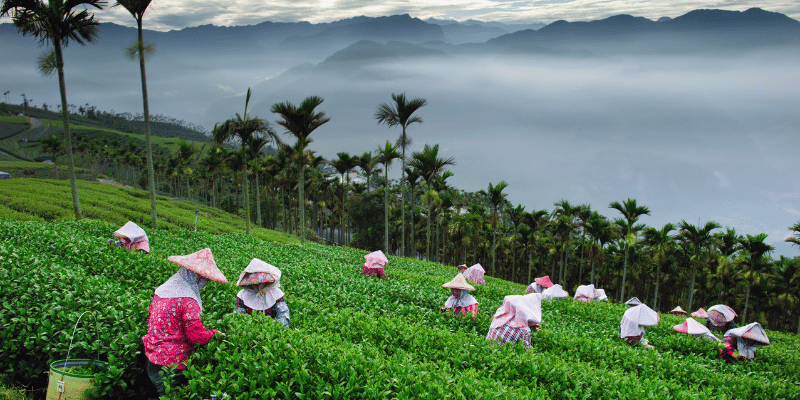 women picking tea