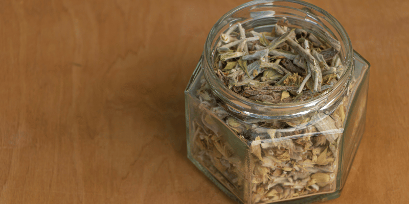 sideritis for making greek mountain tea