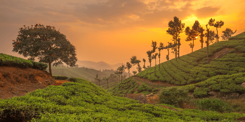 tea fields in india