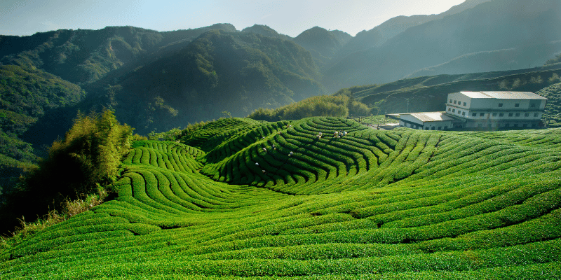 tea plantation in taiwan