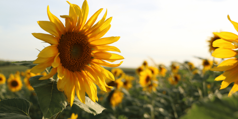 zonnebloemen in de zomer