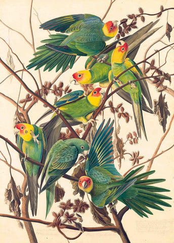 Carolina Parakeet - Jean-Jacques Audubon