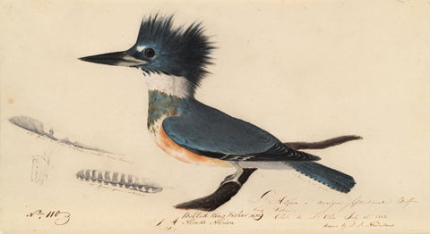 Belted Kingfisher, John James Audubon Letters and Drawings, 1805-1892, MS Am 21 (50), Houghton Library, Harvard University