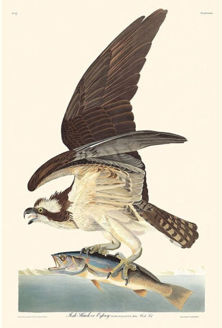 Osprey, hawk fish, Jean-Jacques Audubon