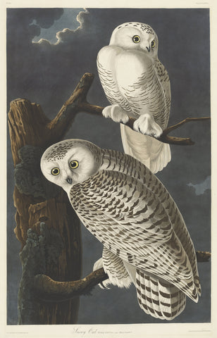 Snowy Owl, Audubon