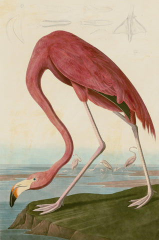 American Flamingo, Jean-Jacques Audubon