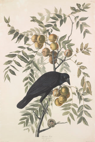 American crow, Audubon
