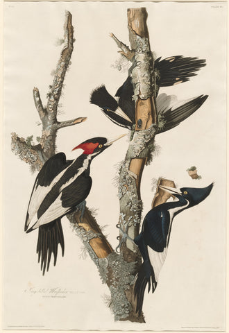 Ivory-billed woodpecker, Audubon