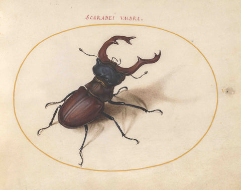 Joris Hoefnagel - Animalia Rationalia et Insecta (Ignis): Plate V Stag Beetle