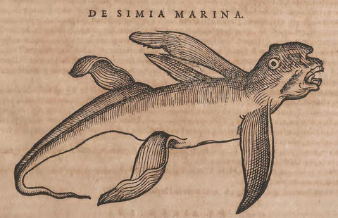 Simia Marina from Conrad Gessner Historiae Animalium