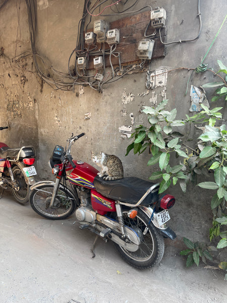 A cat on a motorcycle in the streets of Lahore Pakistan