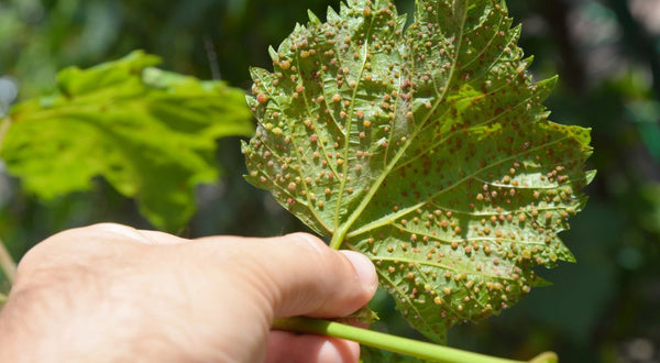 Phylloxera en druifluis