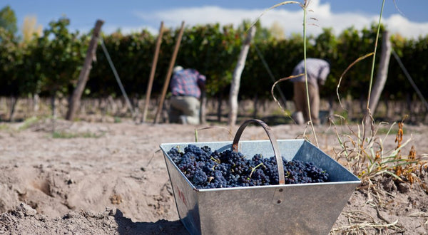 Malbec wijn uit Mendoza