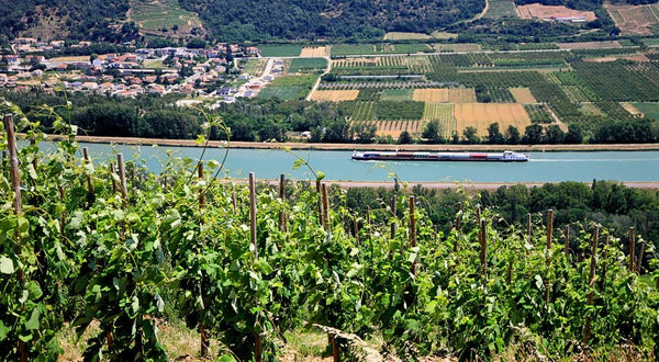 Druiven op steile hellingen in Condrieu, Rhône