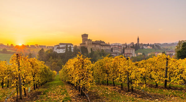 Lambrusco wijngaarden Modena