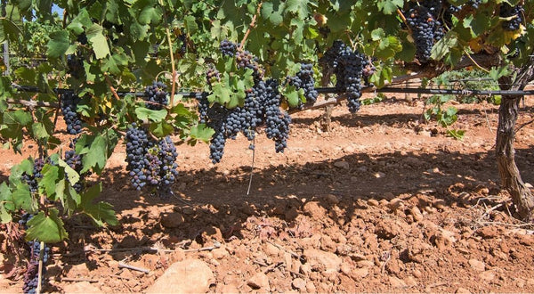 Wijnstokken Puglia