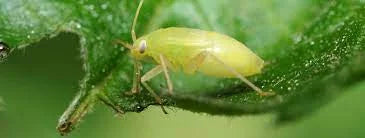 Aphids and Mites on Portulaca