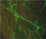 Coupling CRISPR interference with FACS enrichment the expression of genes