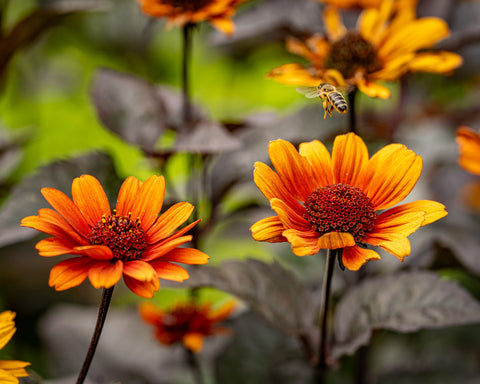 Den orange dagøje med det mørke løv er vidunderlig i sensommeren, hvor bierne sværmer om den.