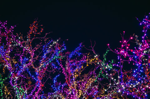 tree branches with various colors of lights