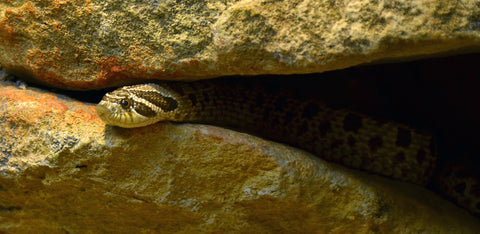 western hognose snake hiding