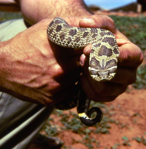 western hognose snake hooding