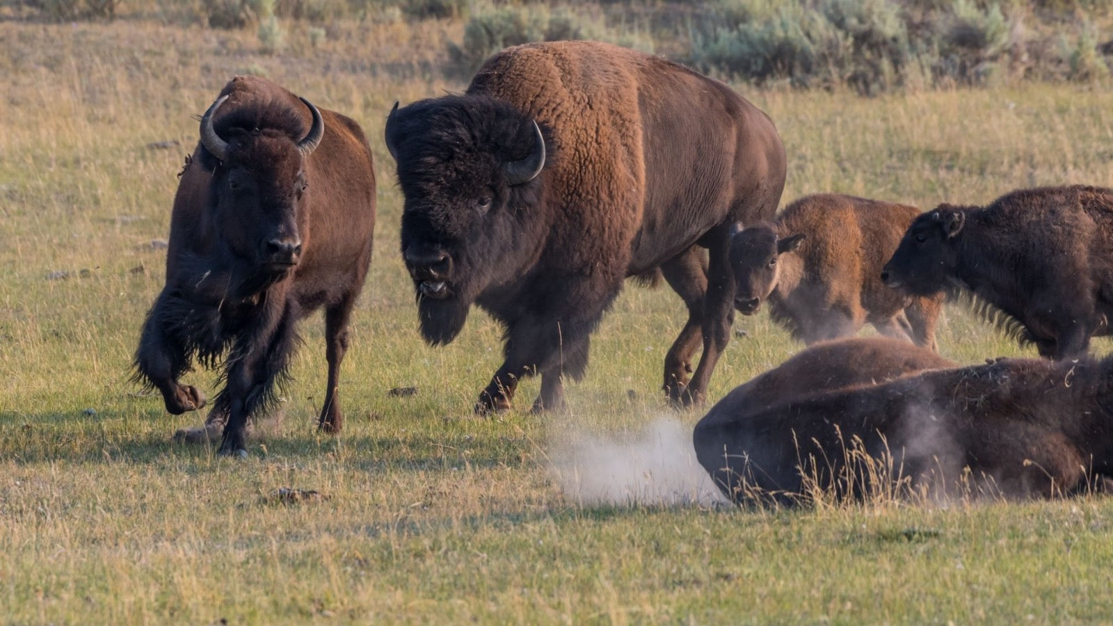 Bison Meat: A Potent Sexual Health Tonic - Beck & Bulow