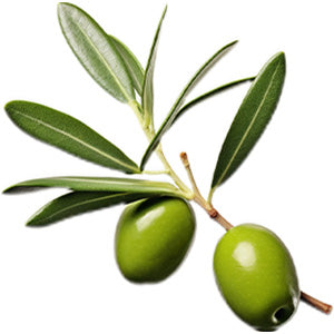 Olive oil