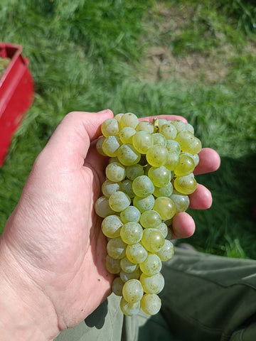 Grapes from Matic 