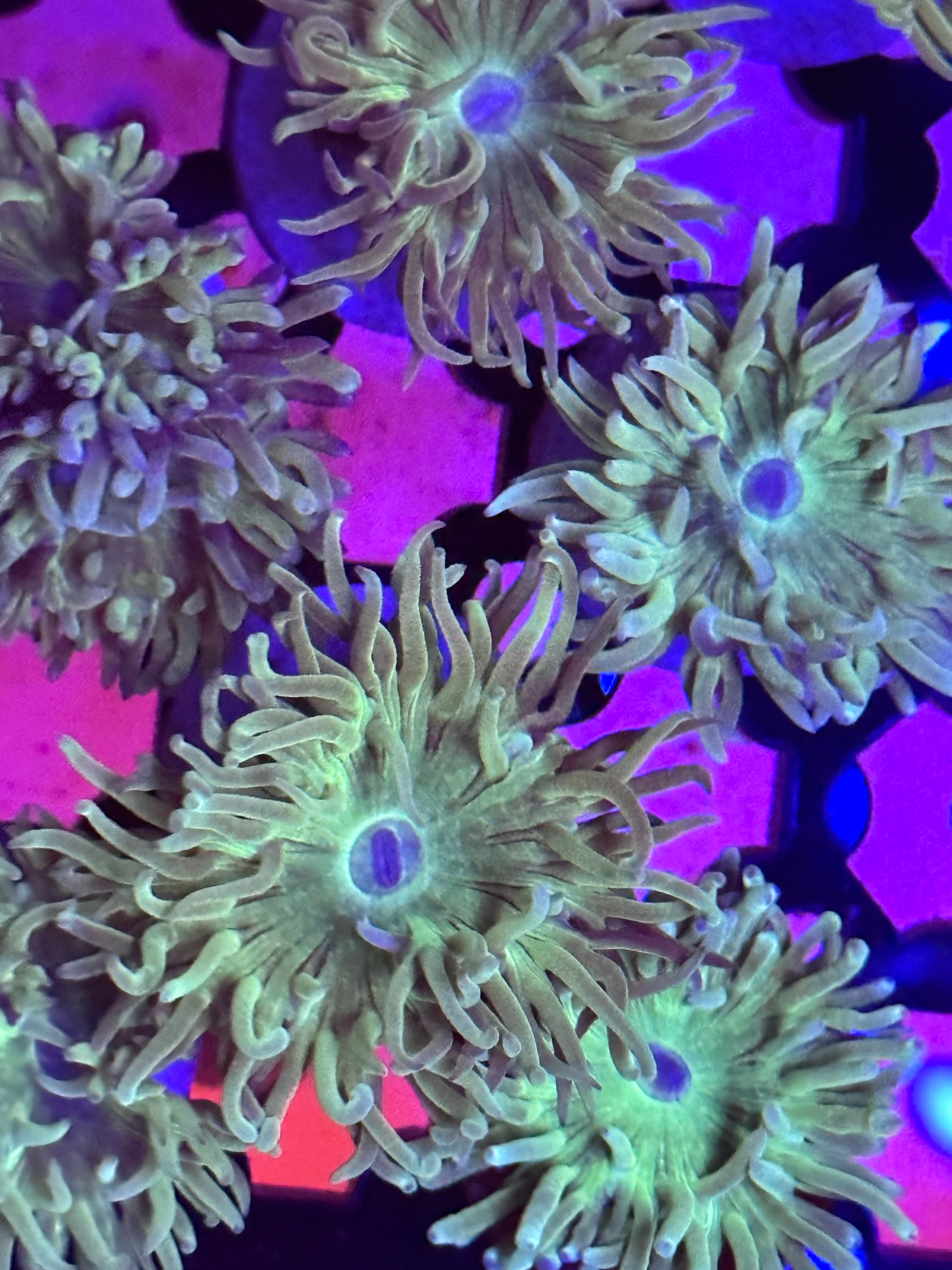 Platygyra Coral) (Maze Bicolor