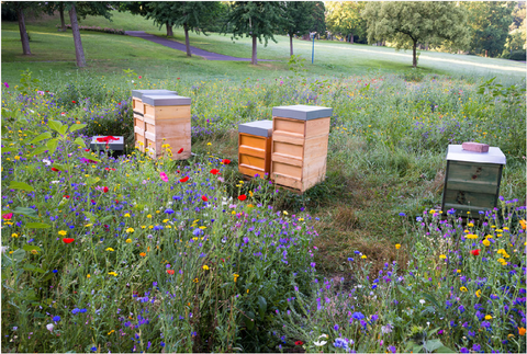 Ruche en bois préserver biodiversité - apiculture bio