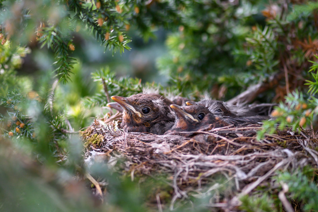 A group of chicks are quietly waiting in the nest.