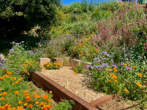 A small hillside full of native grasses and flowers that could easily replace a lawn. There is a raised woodchip bed front and center that leads to a small path through the plants. Image curtesy of David Newsom