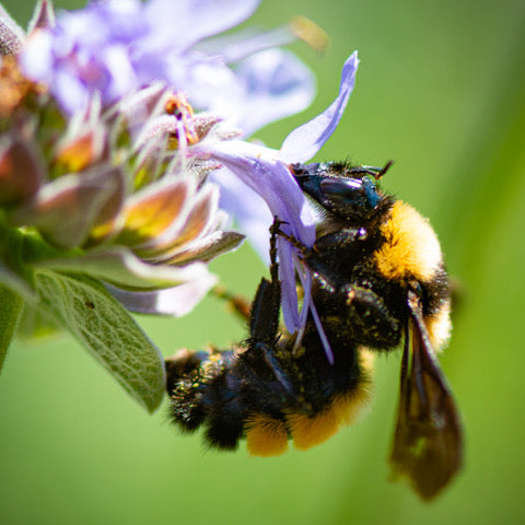 A close up of a bee hanging on the outside of a purple flower pollinating.