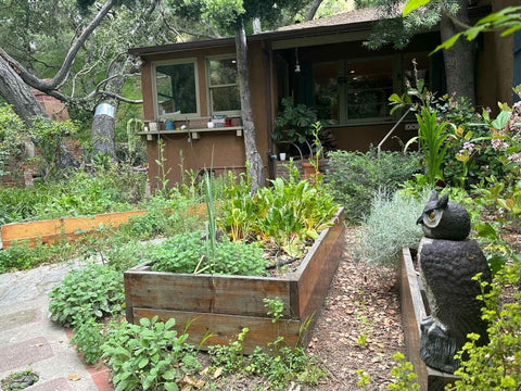 Native plants and flowers in landscaping a backyard. There is a raised garden bed in the centr growing vegetables, a triangle path around it, and a house in the background  - image curtesy of Paulina