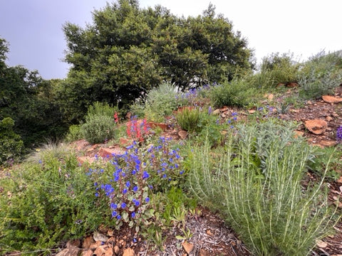 Native plants landscaping a hillside. Image curtesy of David Newsom