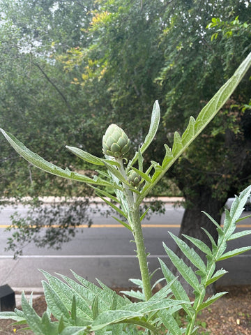 Have you seen an artichoke outside of a grocery story? This little artichoke is growing from Paulina's vegetable garden