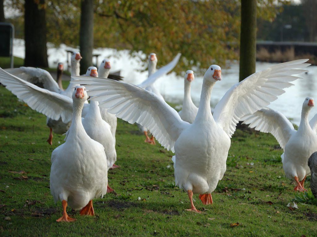 Tender And Fresh Goose For Sale To Table