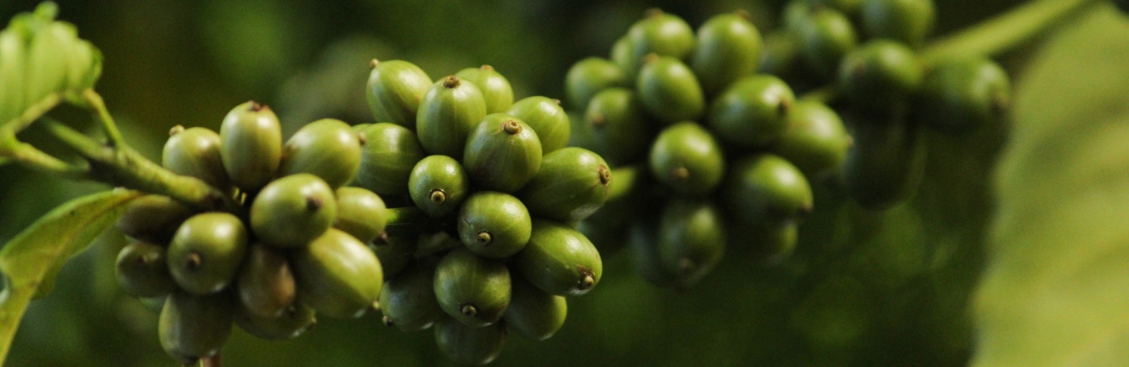 green coffee traders