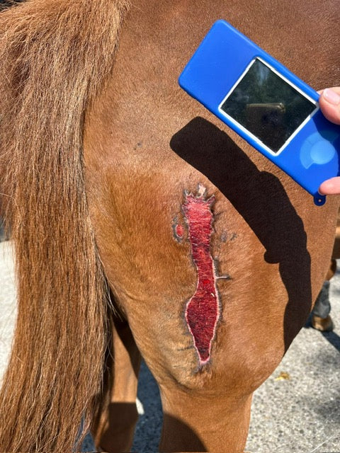 wound healing with mihealth horse