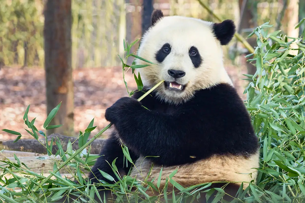 giant_panda