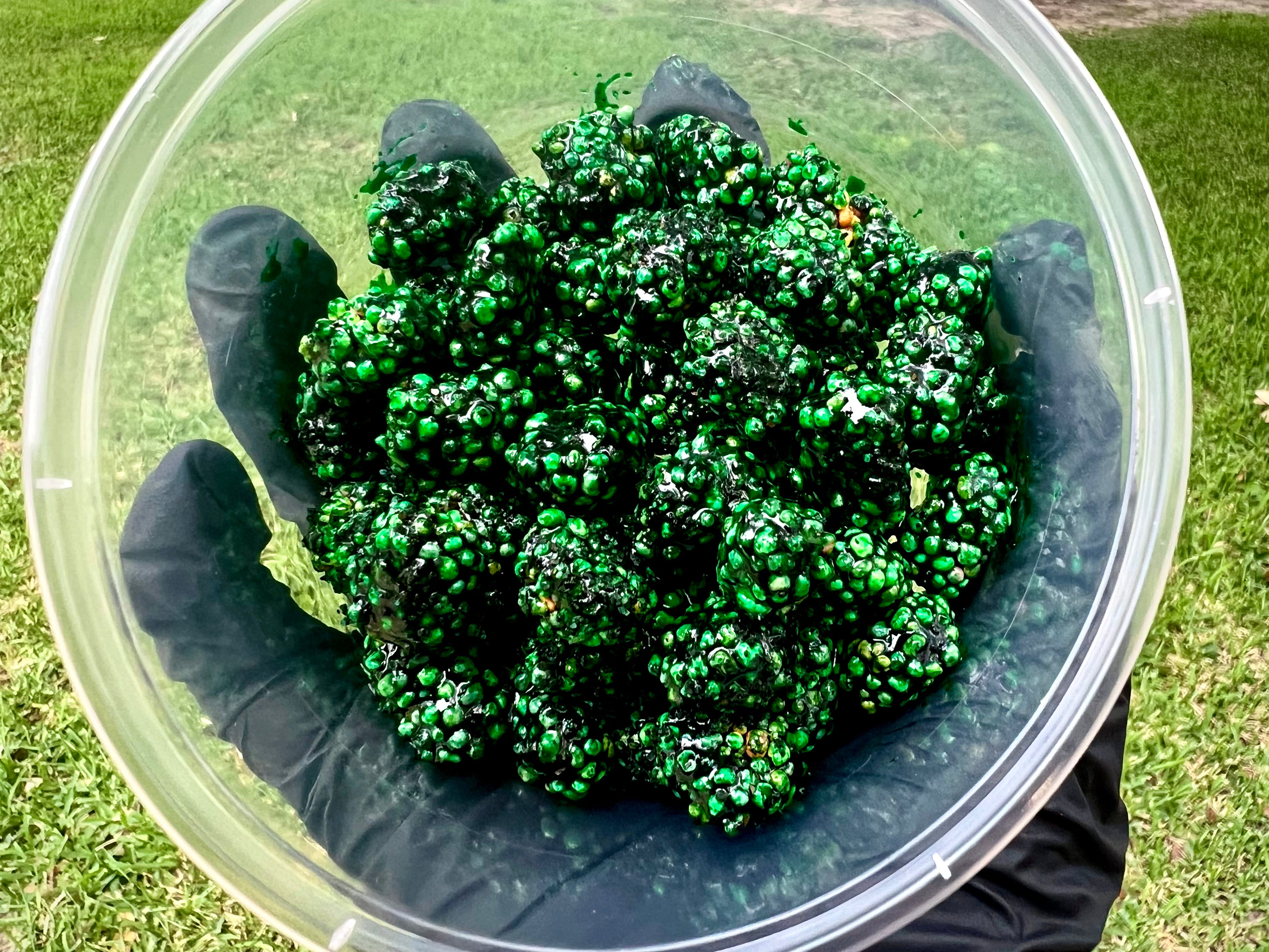 Krazy Pickled Nerd Clusters