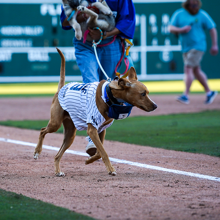 Bark in the Park at Fluor Field on Saturday, April 20th