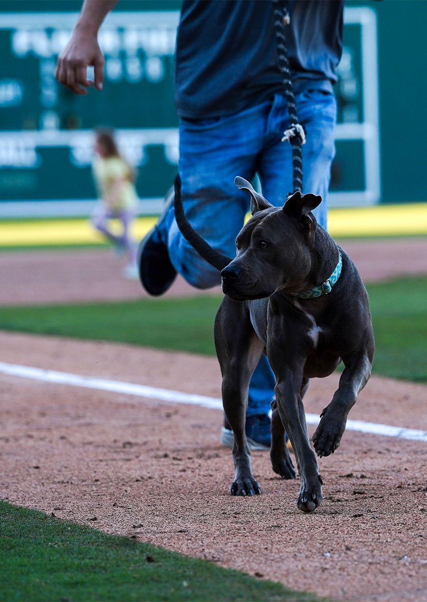 Bark at the Park: Dogs at MLB games