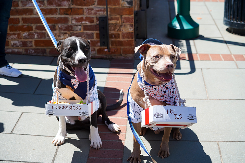 Bark in the Park July 6 at Fluor Field