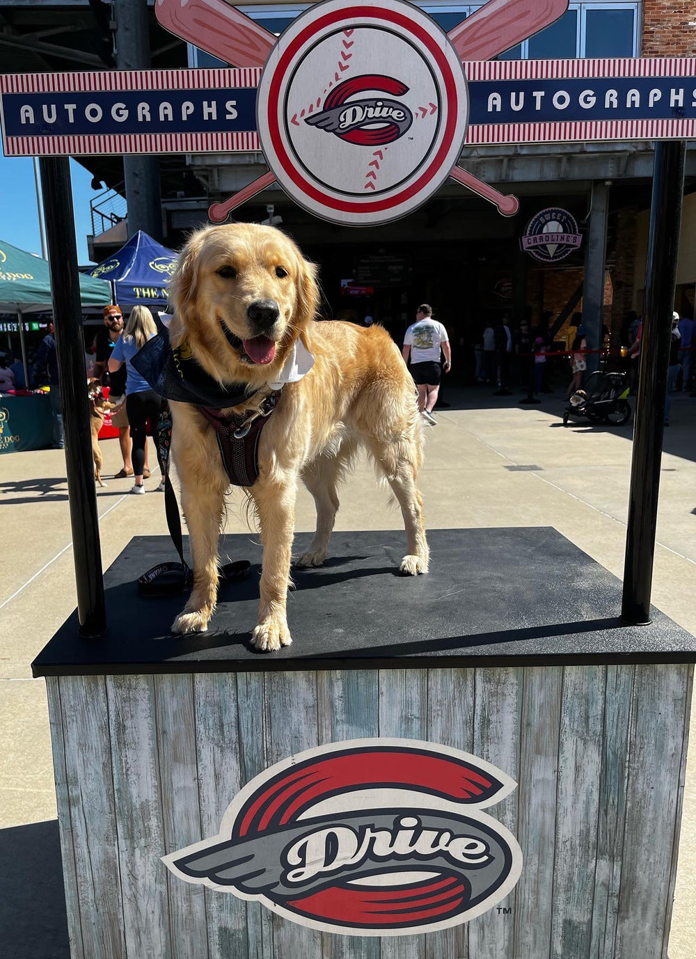 Dog enjoys hot dog during 'Bark in the Park' 