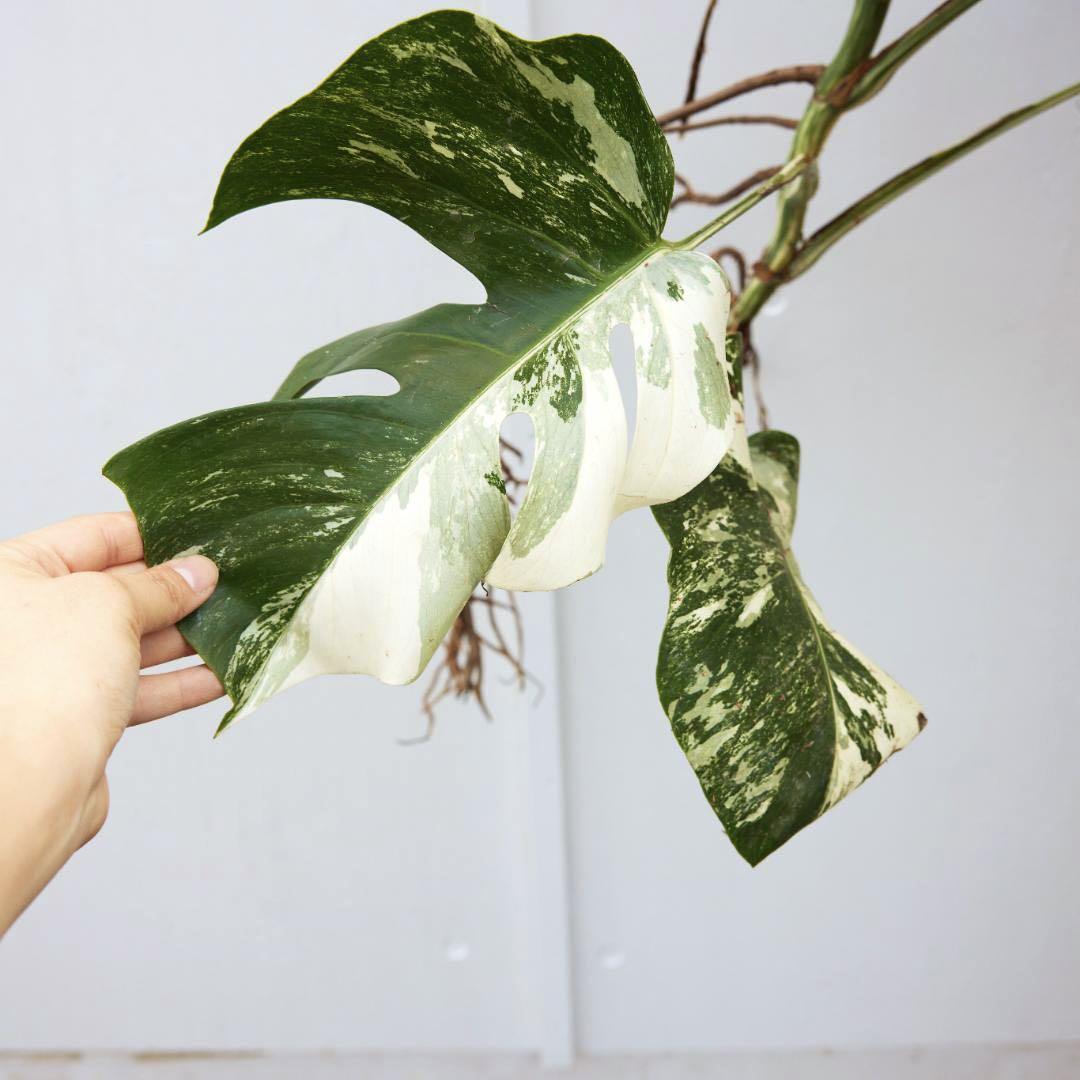 Monstera Albo Tiger Borsigiana Variegated | Full Root | Cutting