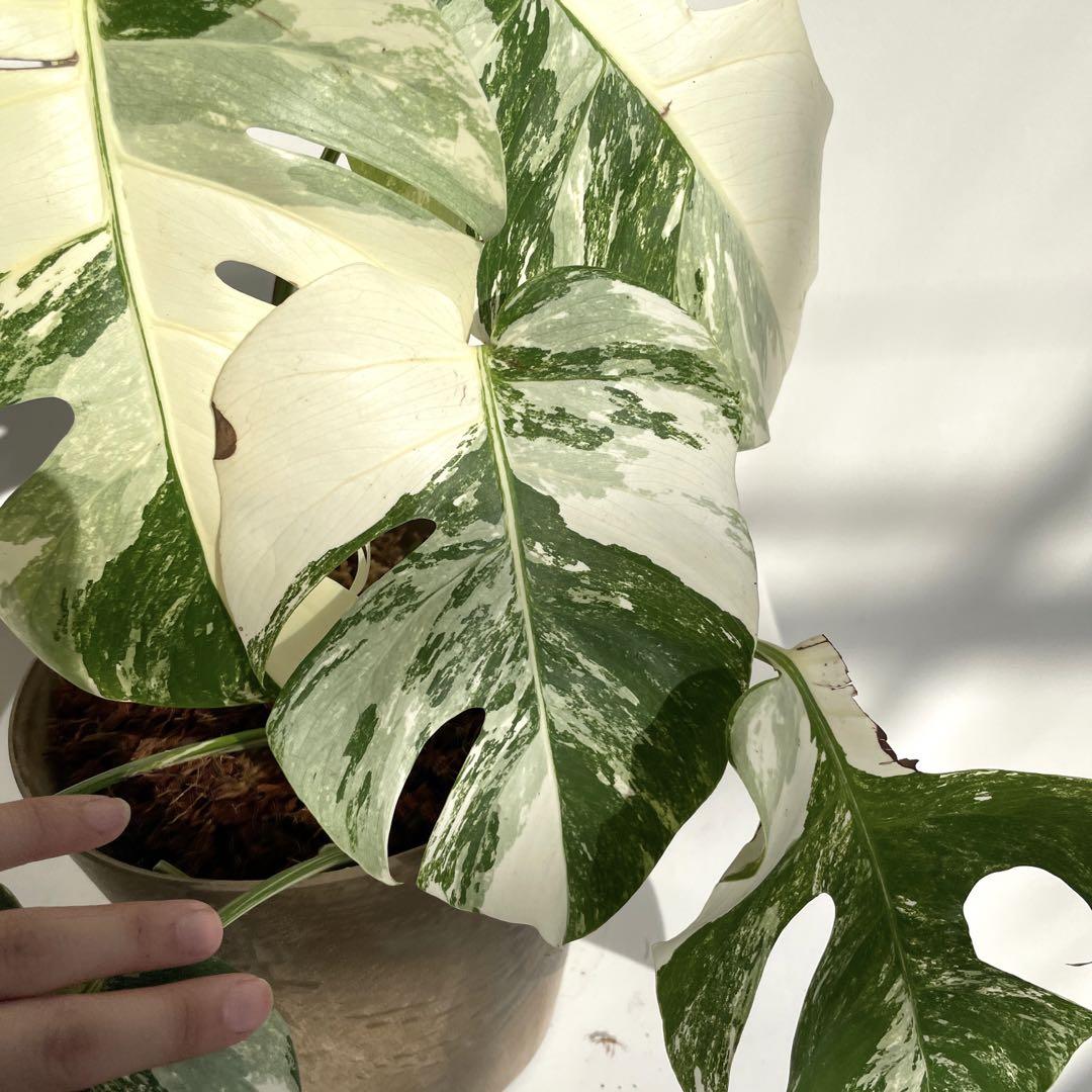 Monstera Albo Tiger Borsigiana Variegated | Full Root | Cutting