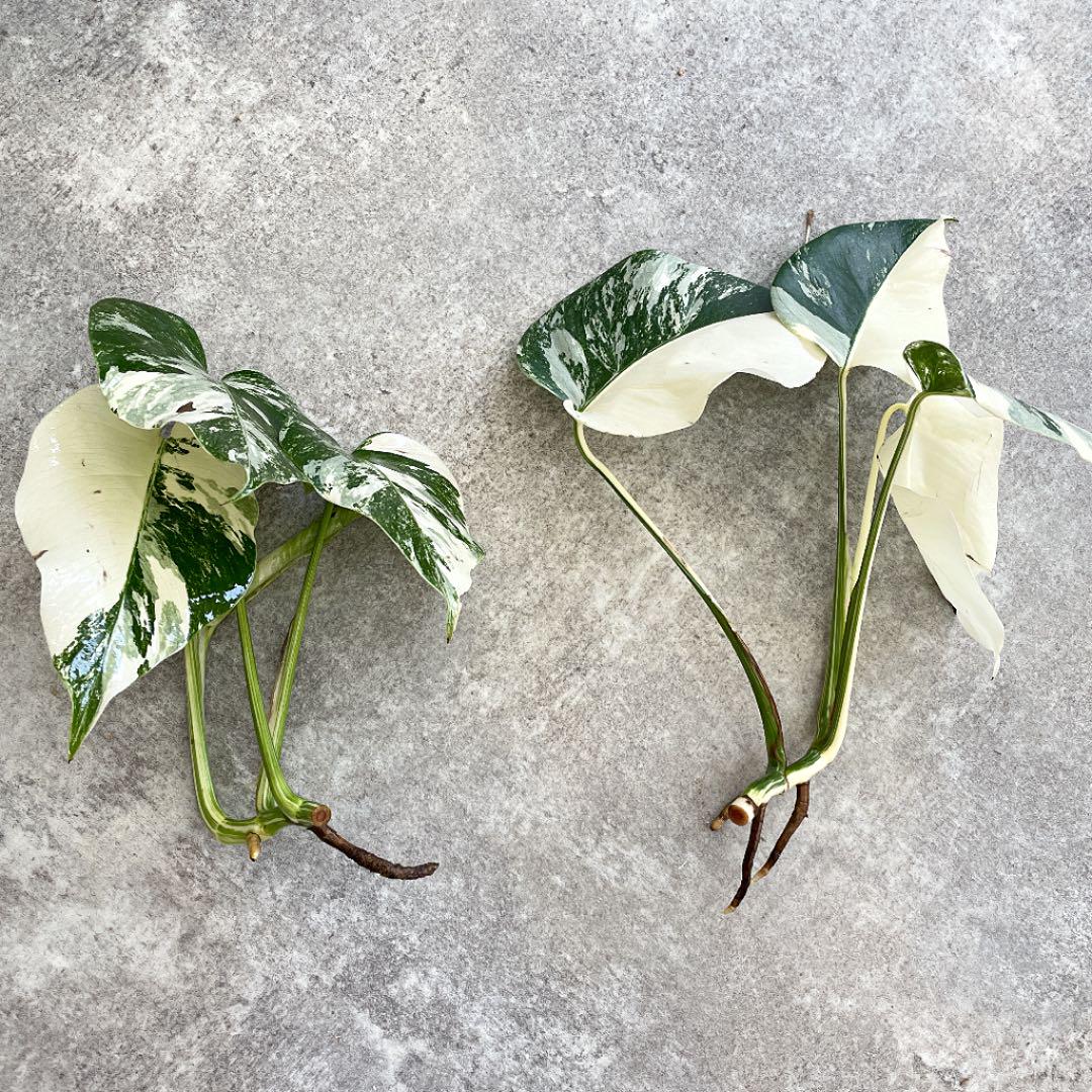 Monstera albo borsigiana varieagated, white half moon variegated